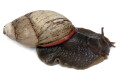 Megalobulimus oblongus haemastomus Uruguay adult